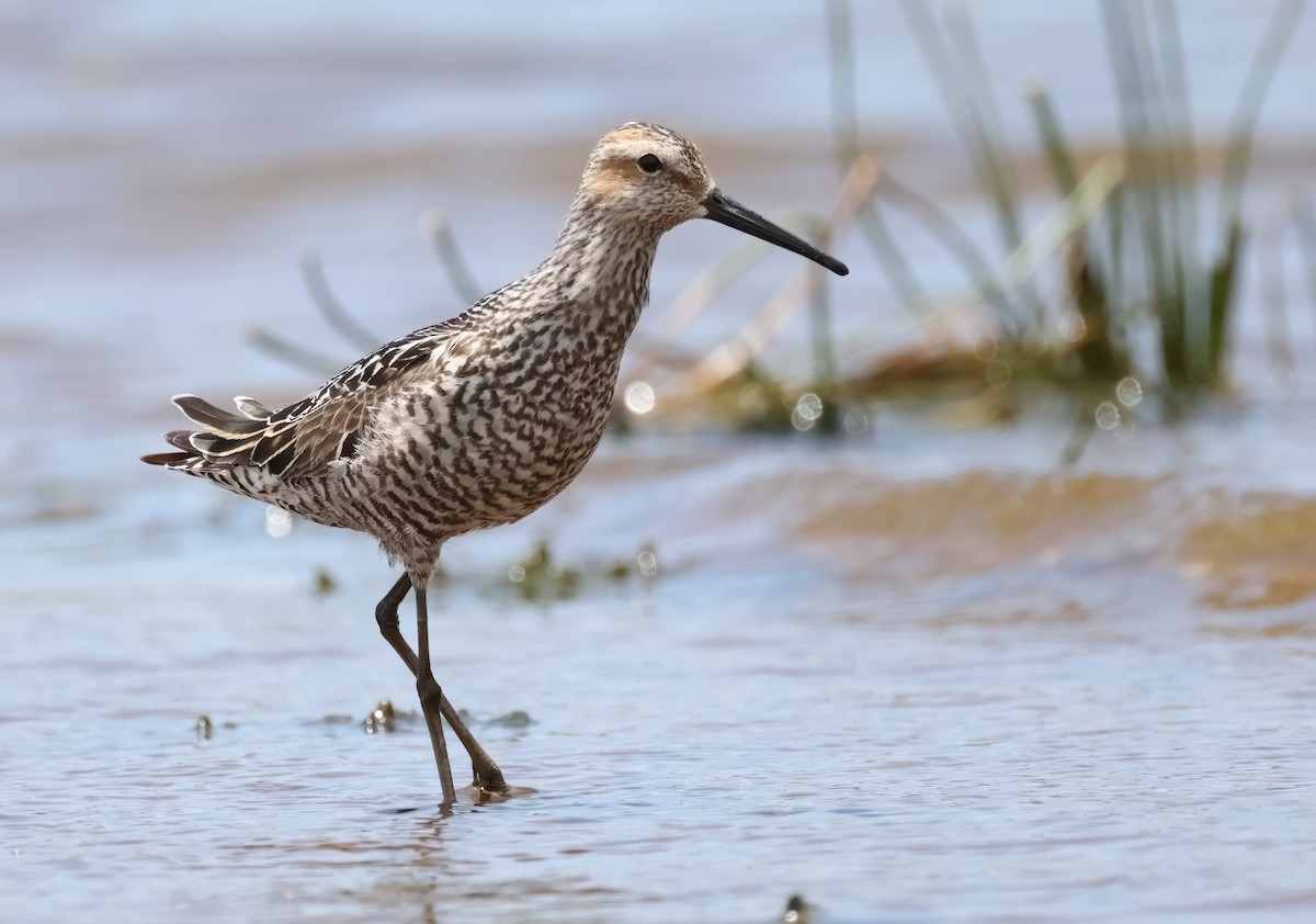 Stilt Sandpiper - ML596644761