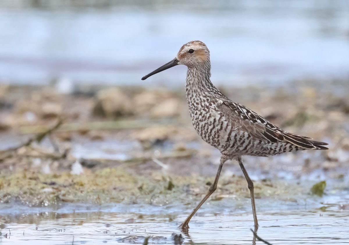 Stilt Sandpiper - ML596644781