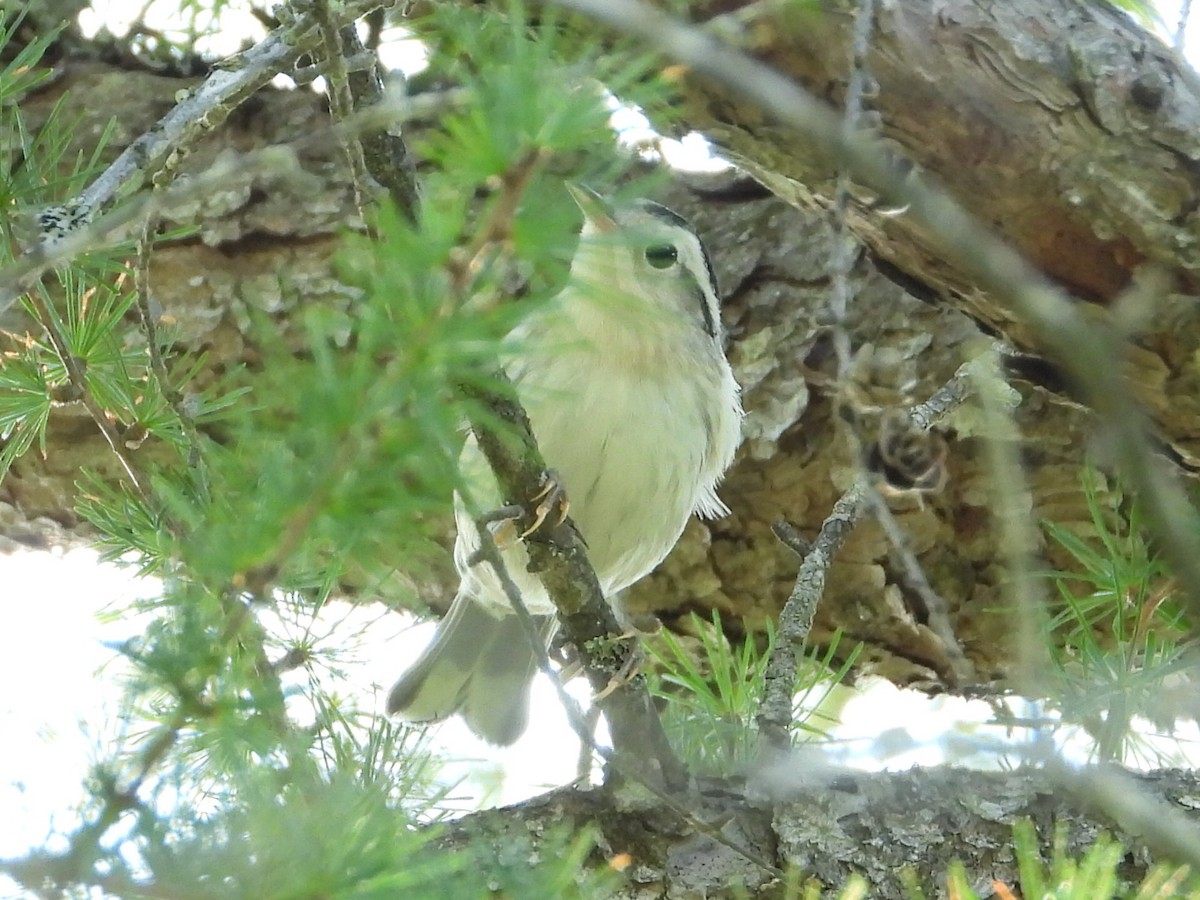 Black-and-white Warbler - ML596645361