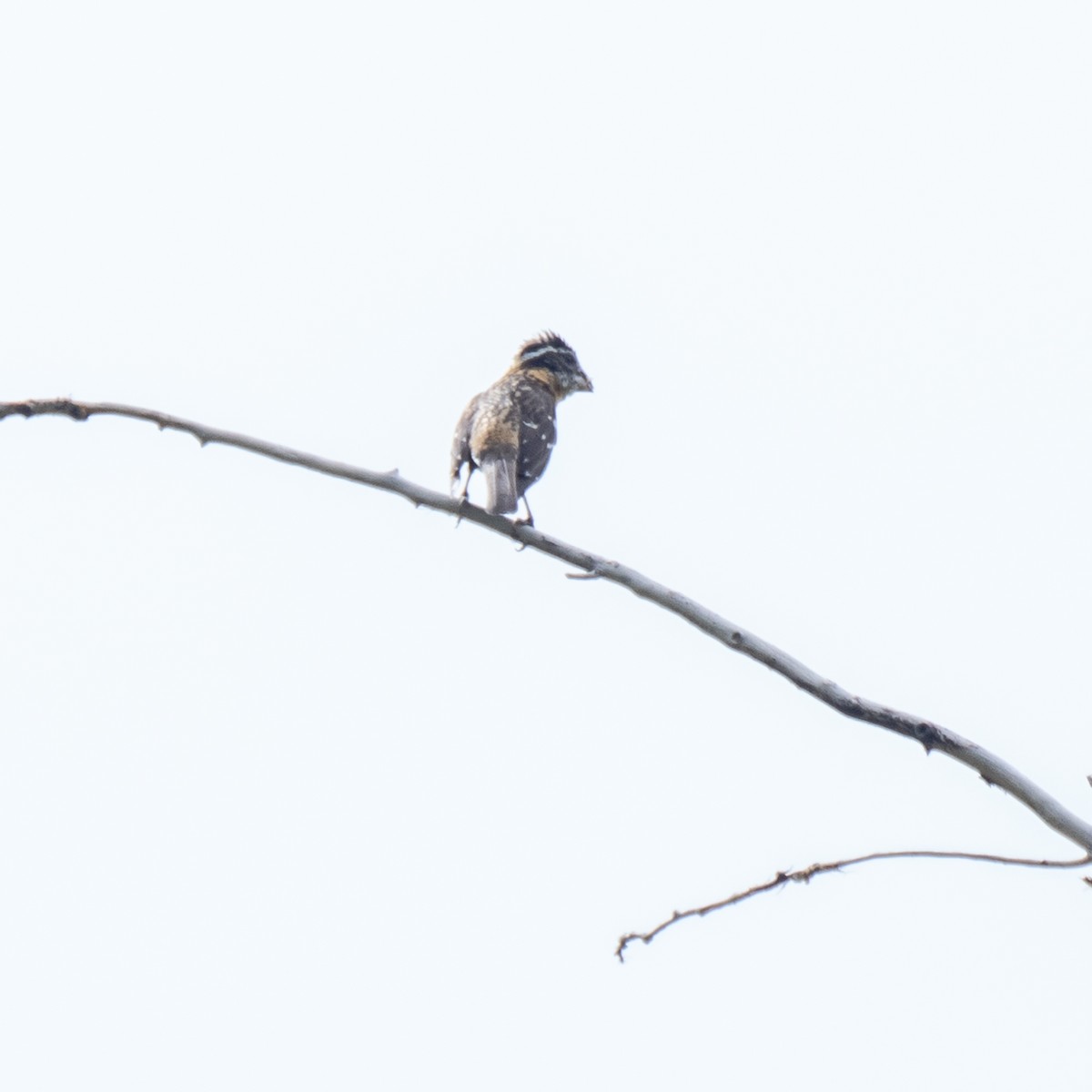 Black-headed Grosbeak - ML596645491