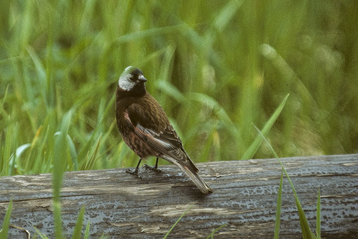 Gray-crowned Rosy-Finch - ML596645721