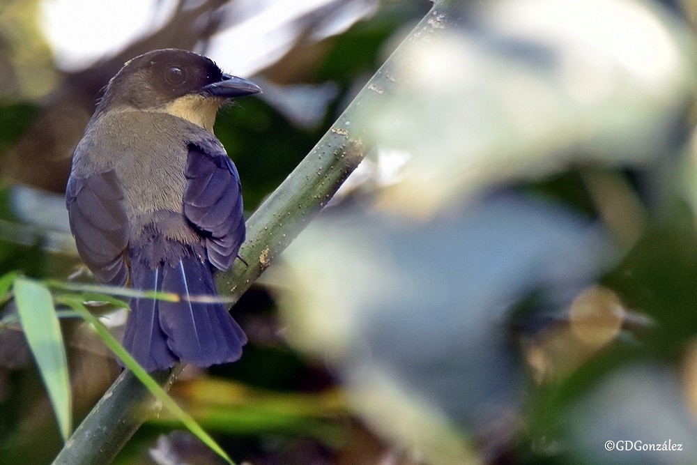 Black-goggled Tanager - GUSTAVO DANIEL GONZÁLEZ