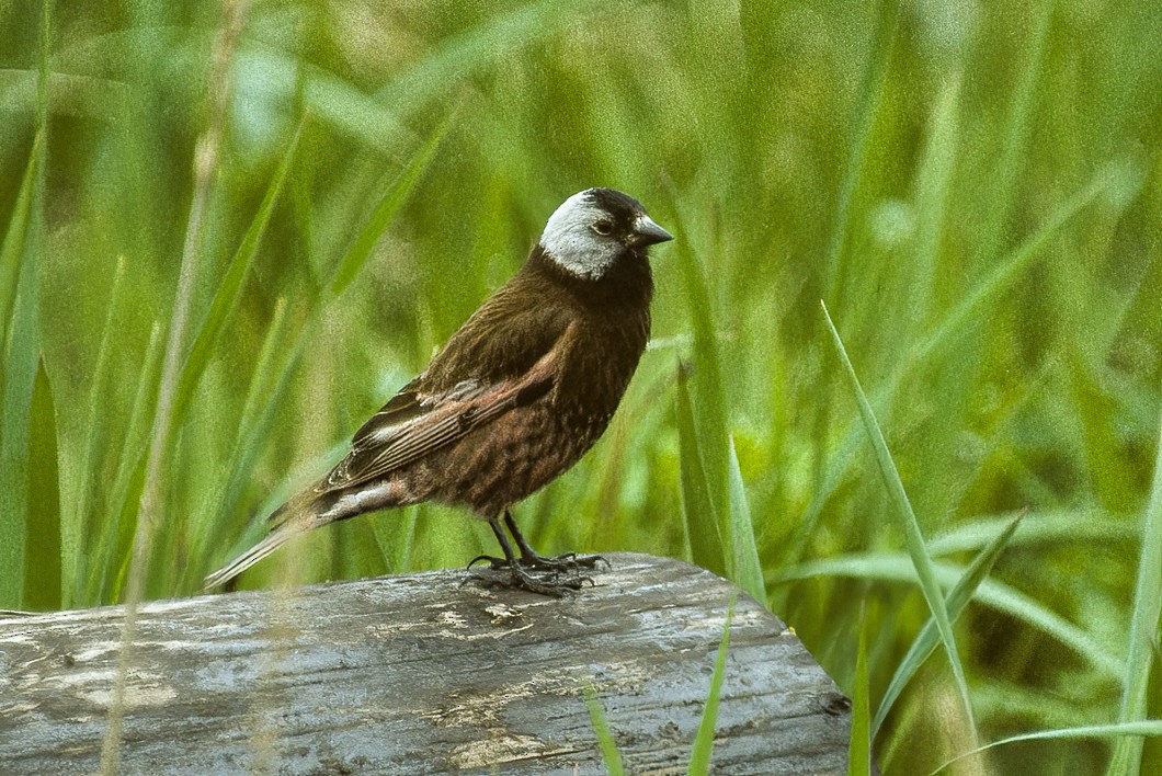 Gray-crowned Rosy-Finch - ML596645971