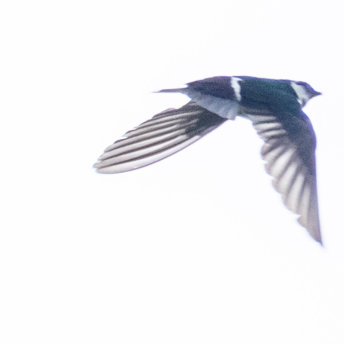 Violet-green Swallow - ML596646071