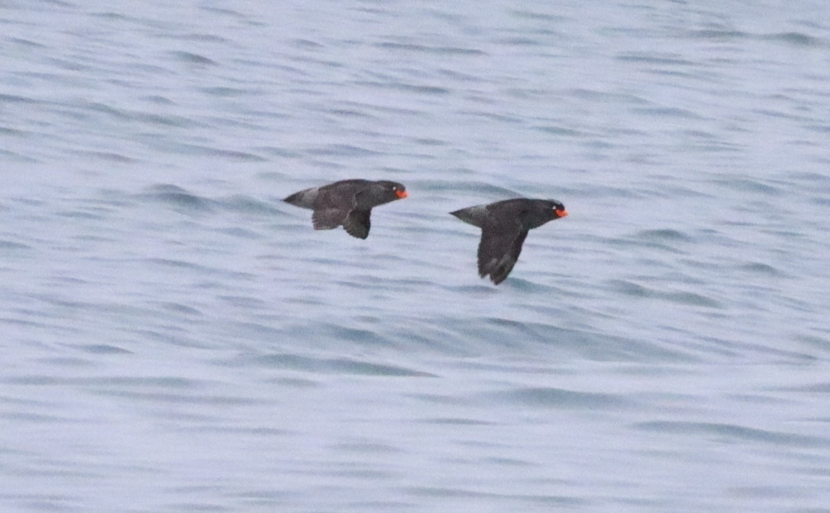 Crested Auklet - ML596646671