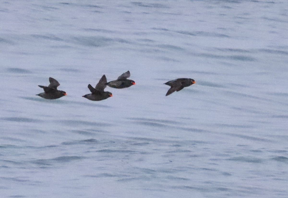 Crested Auklet - ML596646681