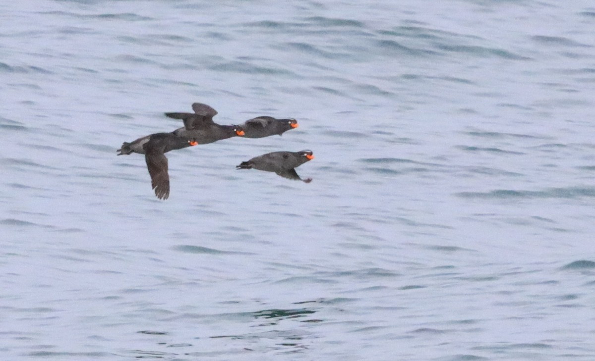 Crested Auklet - ML596646701