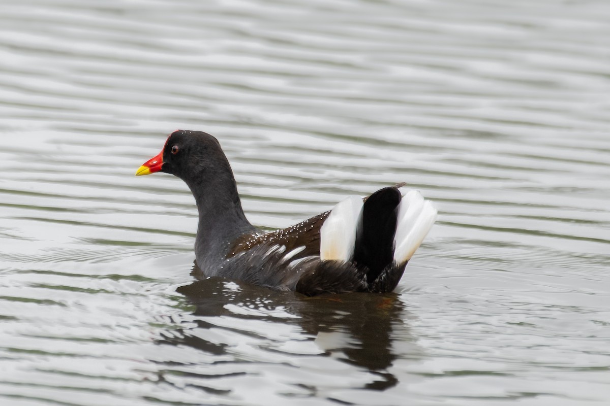 Eurasian Moorhen - ML596647771