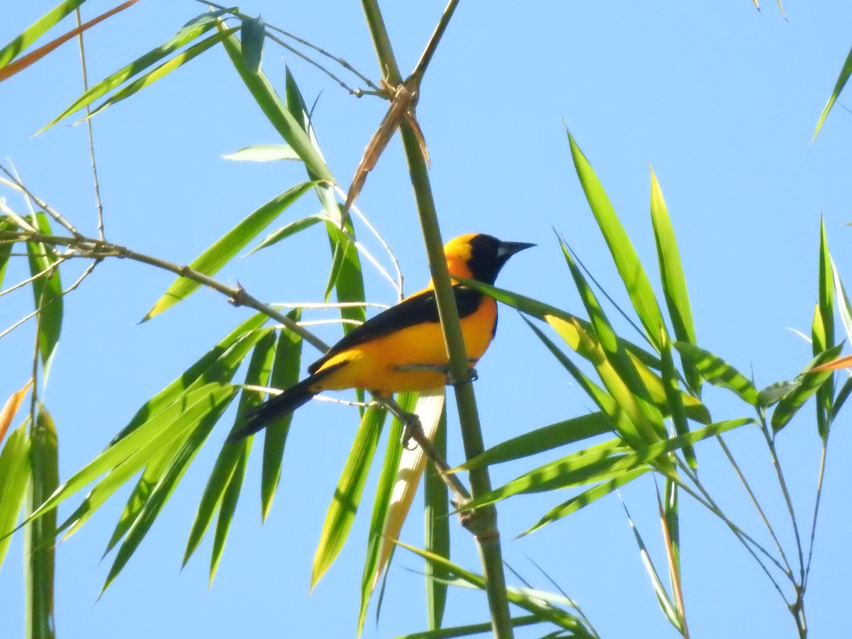 Yellow-backed Oriole - ML596647951