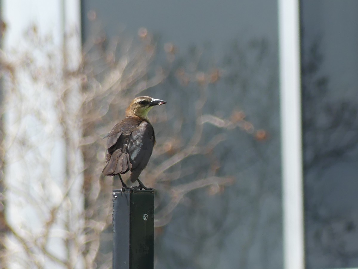 Boat-tailed Grackle - Anonymous