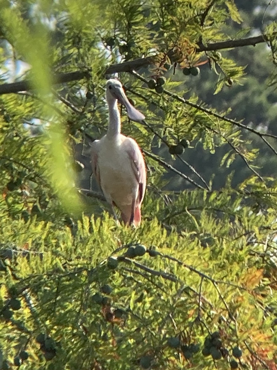Roseate Spoonbill - ML596651811