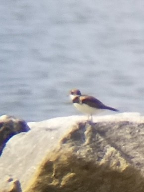 Semipalmated Plover - ML596651871