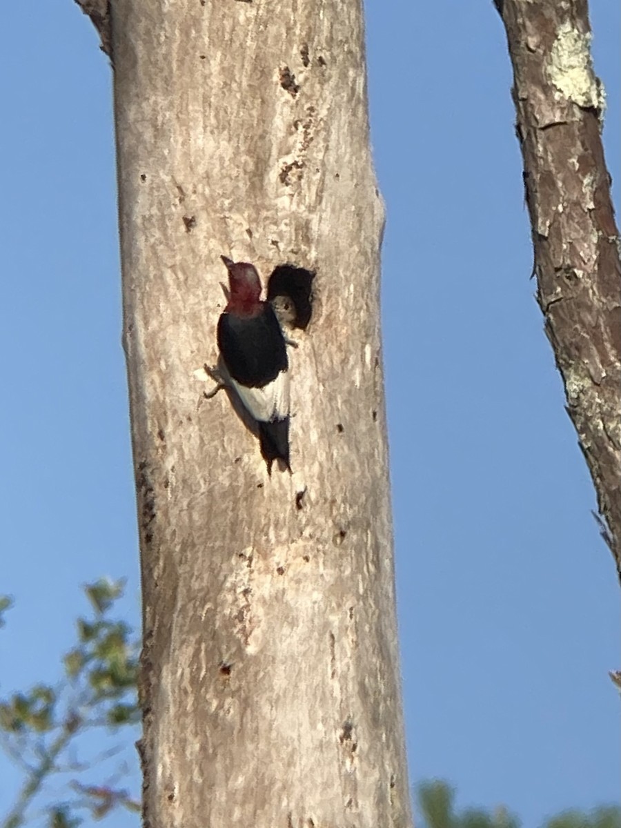 Red-headed Woodpecker - ML596652191