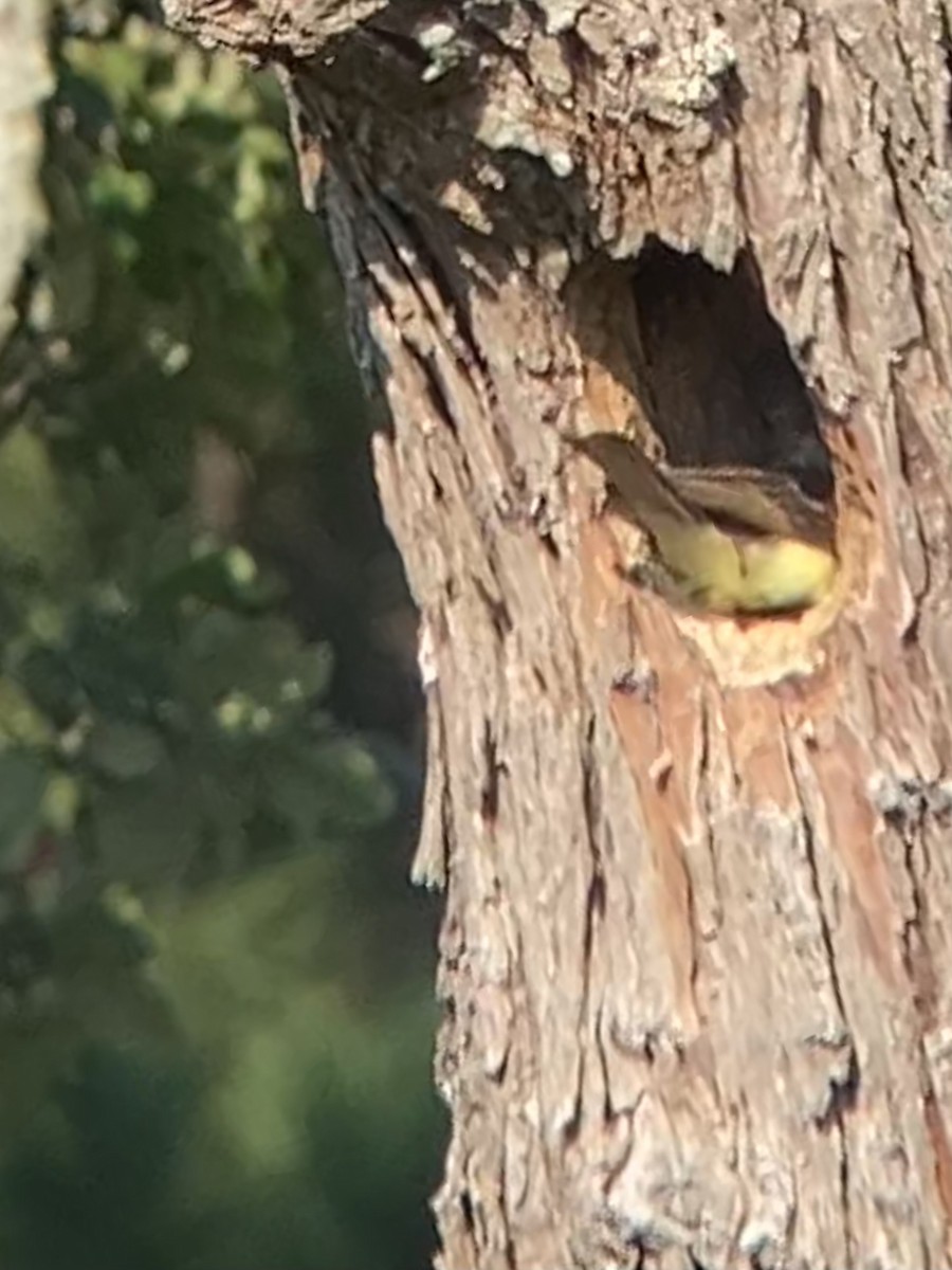 Great Crested Flycatcher - ML596652811
