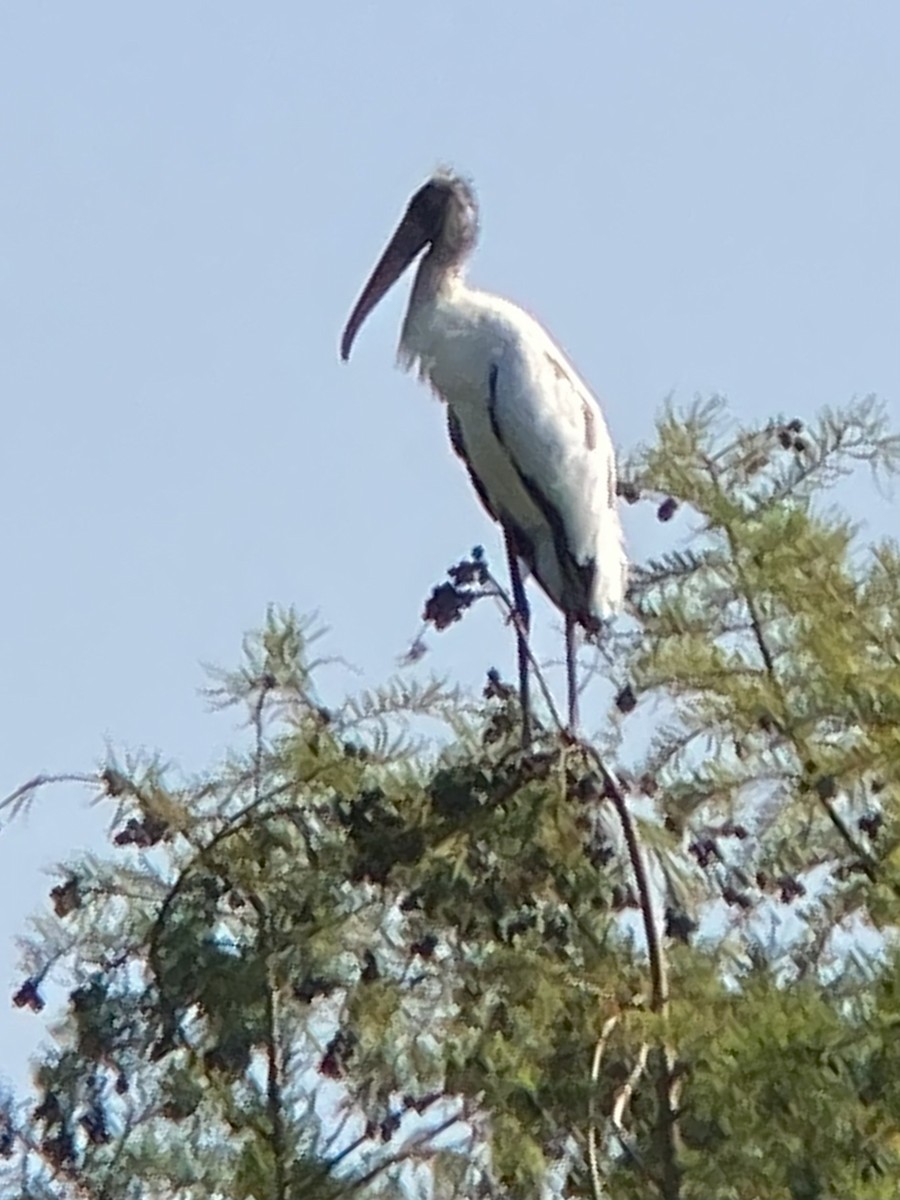 Wood Stork - ML596653111