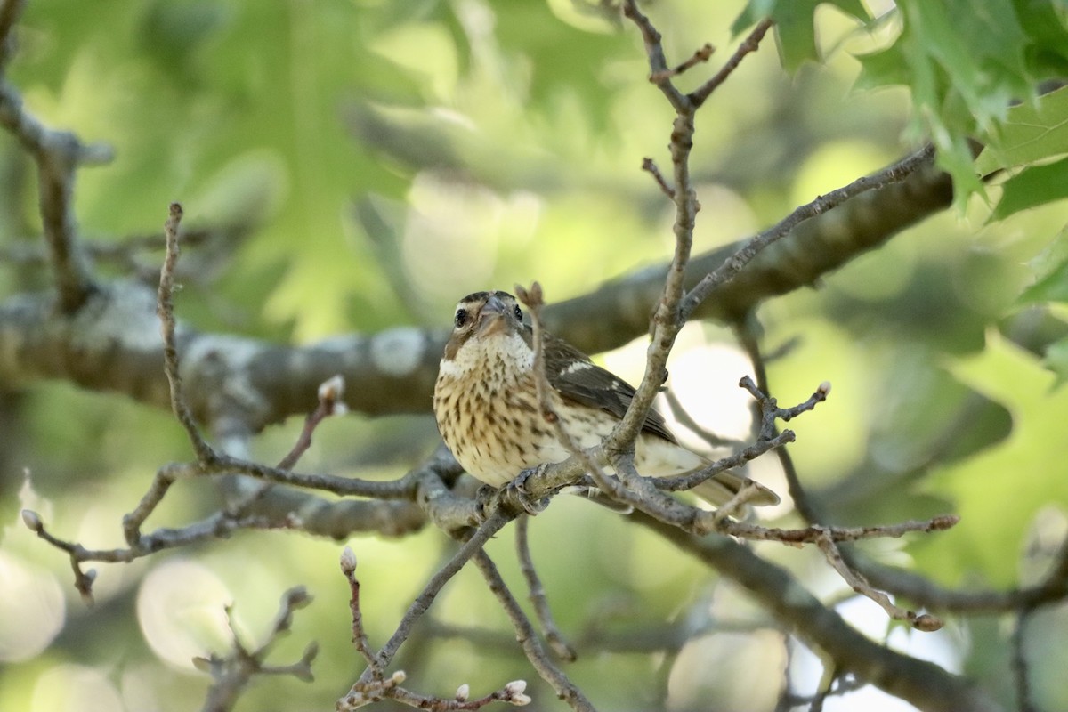 Rose-breasted Grosbeak - ML596653851