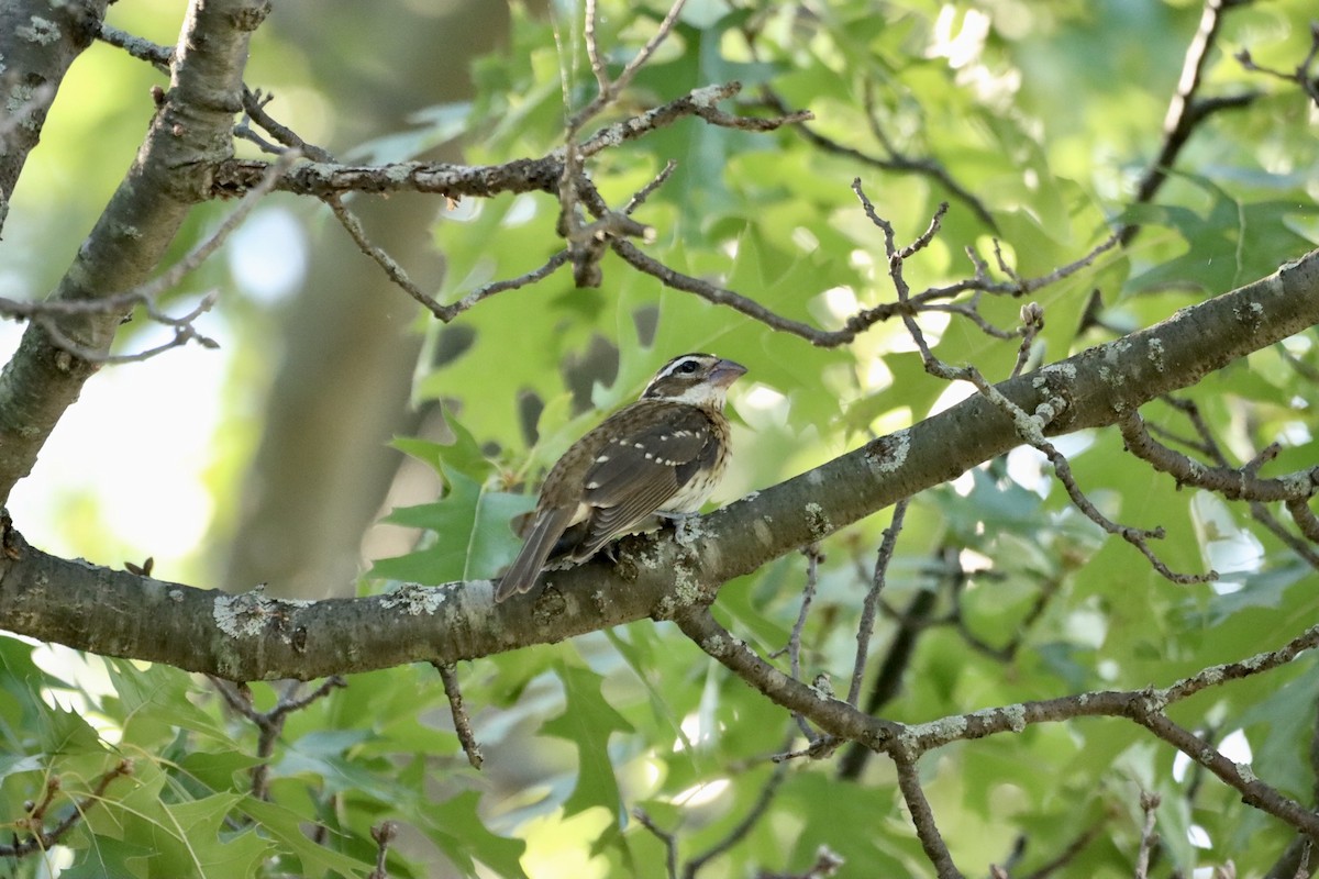 Rose-breasted Grosbeak - ML596653861