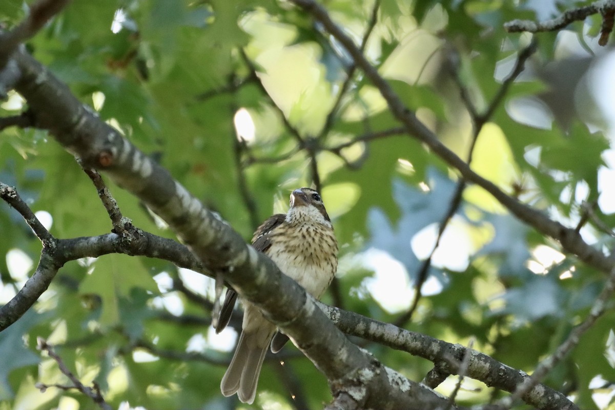 Rose-breasted Grosbeak - ML596653871