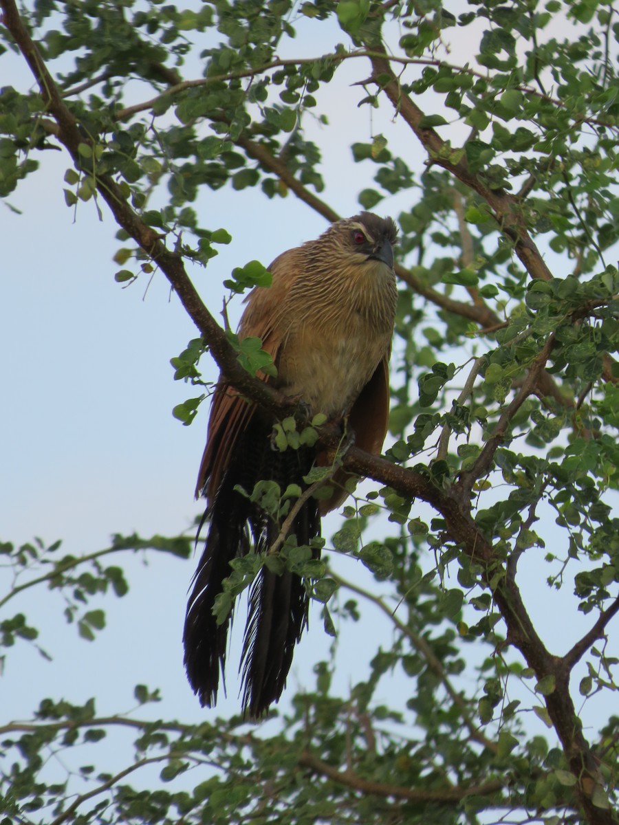 White-browed Coucal - ML596654611