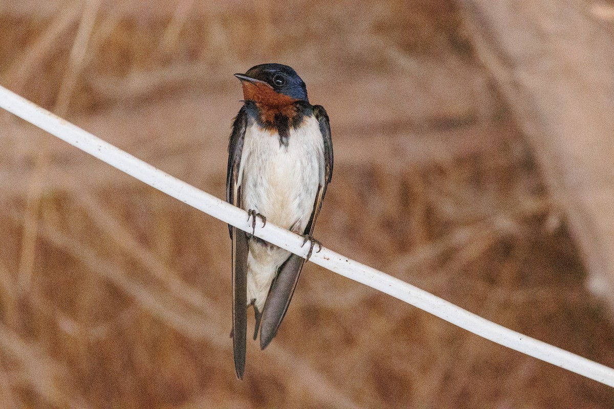 Red-chested Swallow - ML596656561