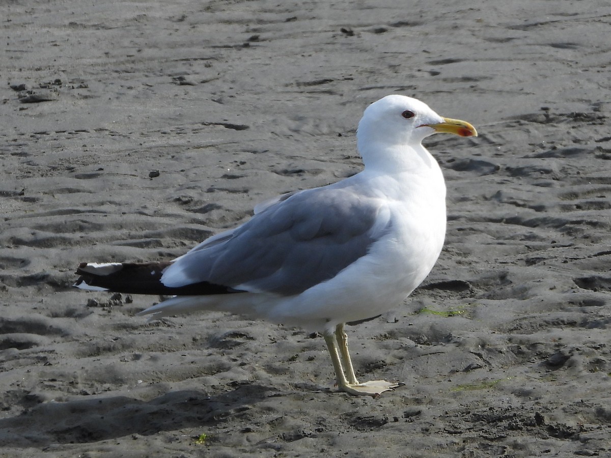 California Gull - ML596656681