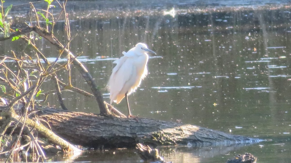 Little Egret - ML596659101