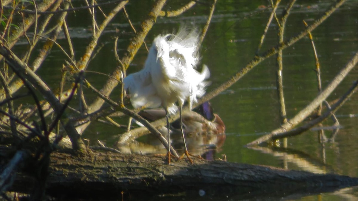 Little Egret - ML596659111