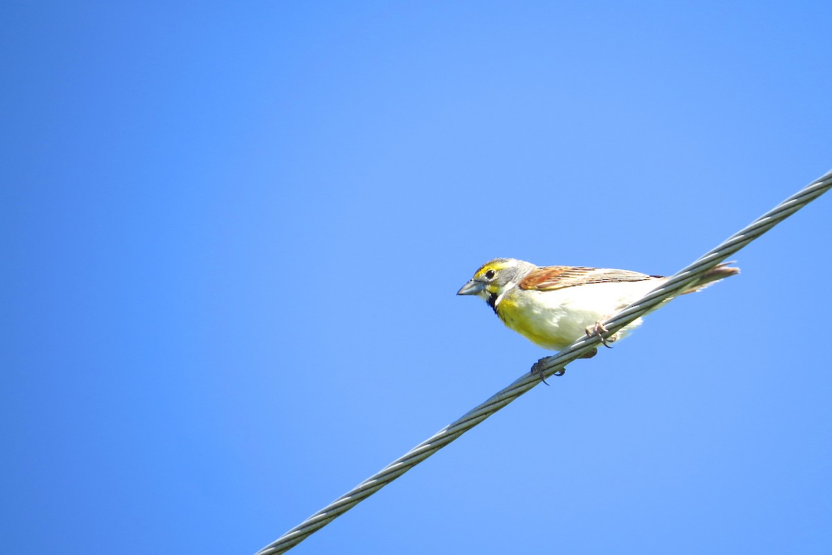 Dickcissel - Dennis Troyer