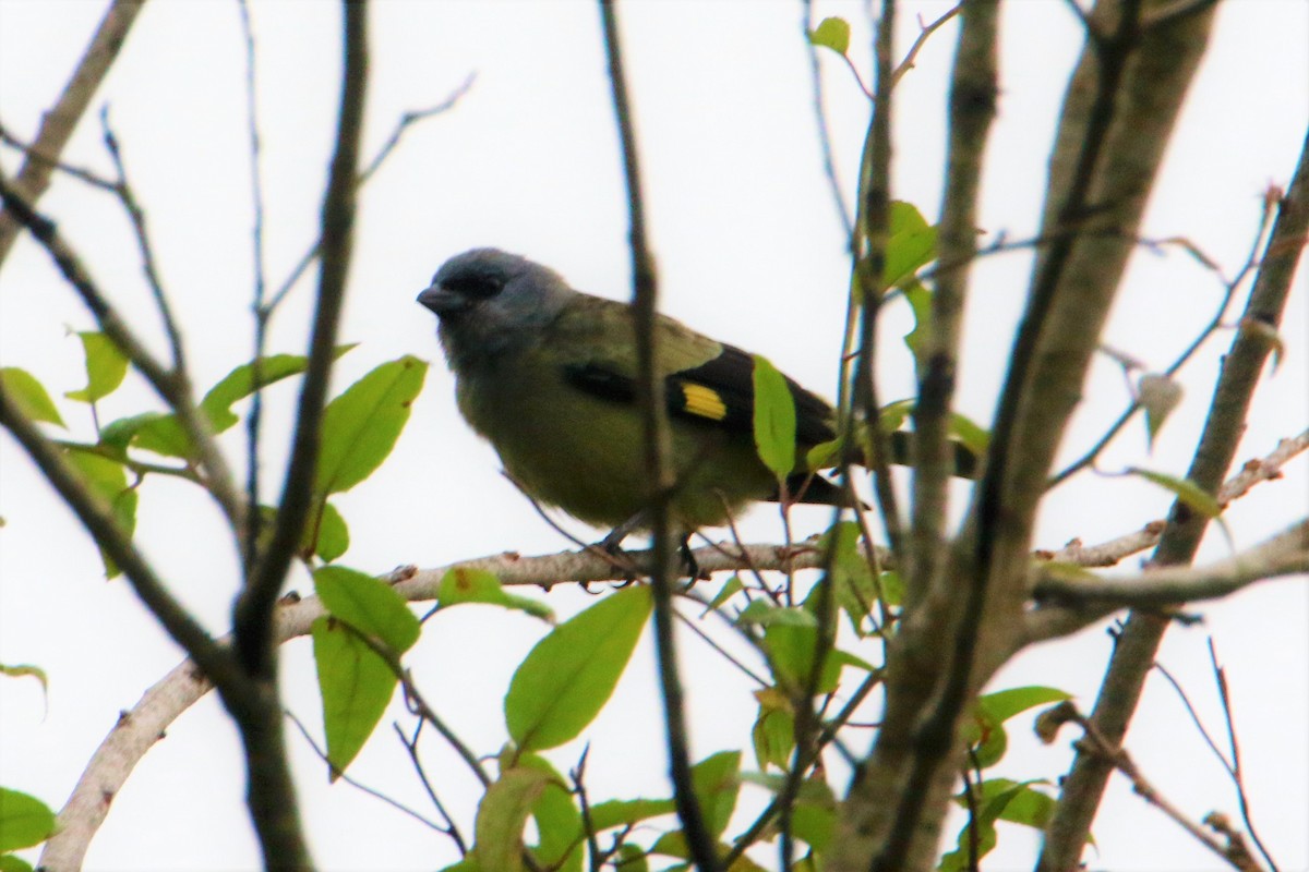 Yellow-winged Tanager - ML596659751