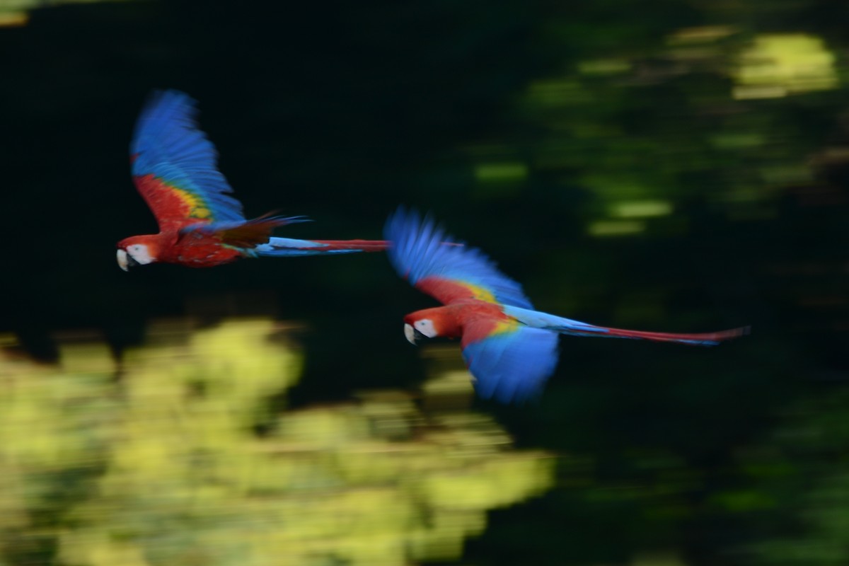 Scarlet Macaw - ML596660301