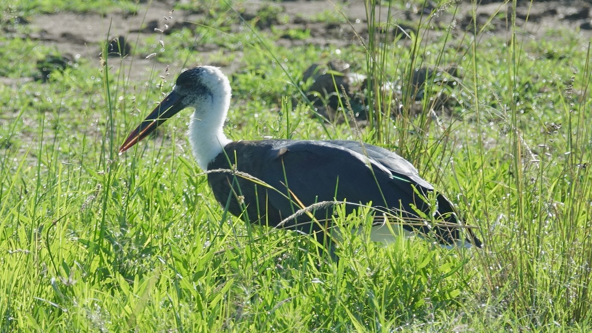 African Woolly-necked Stork - ML596660631