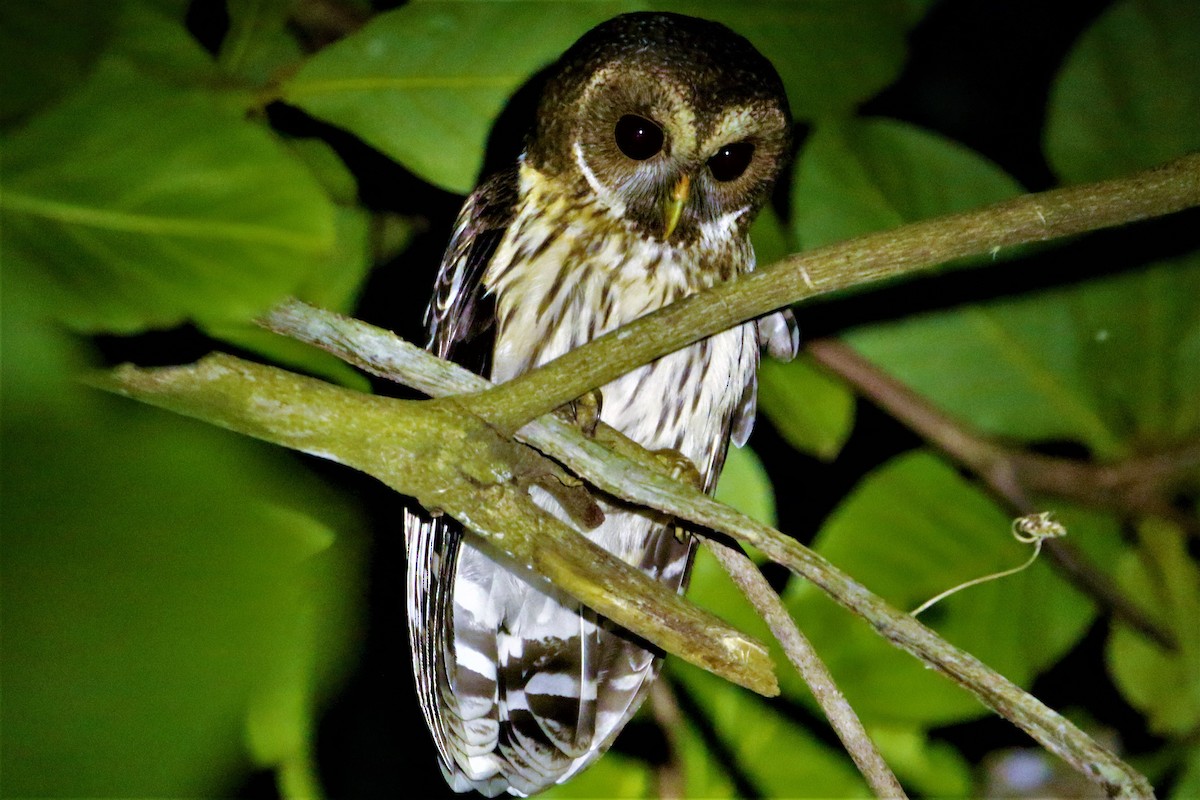 Mottled Owl - ML596661321