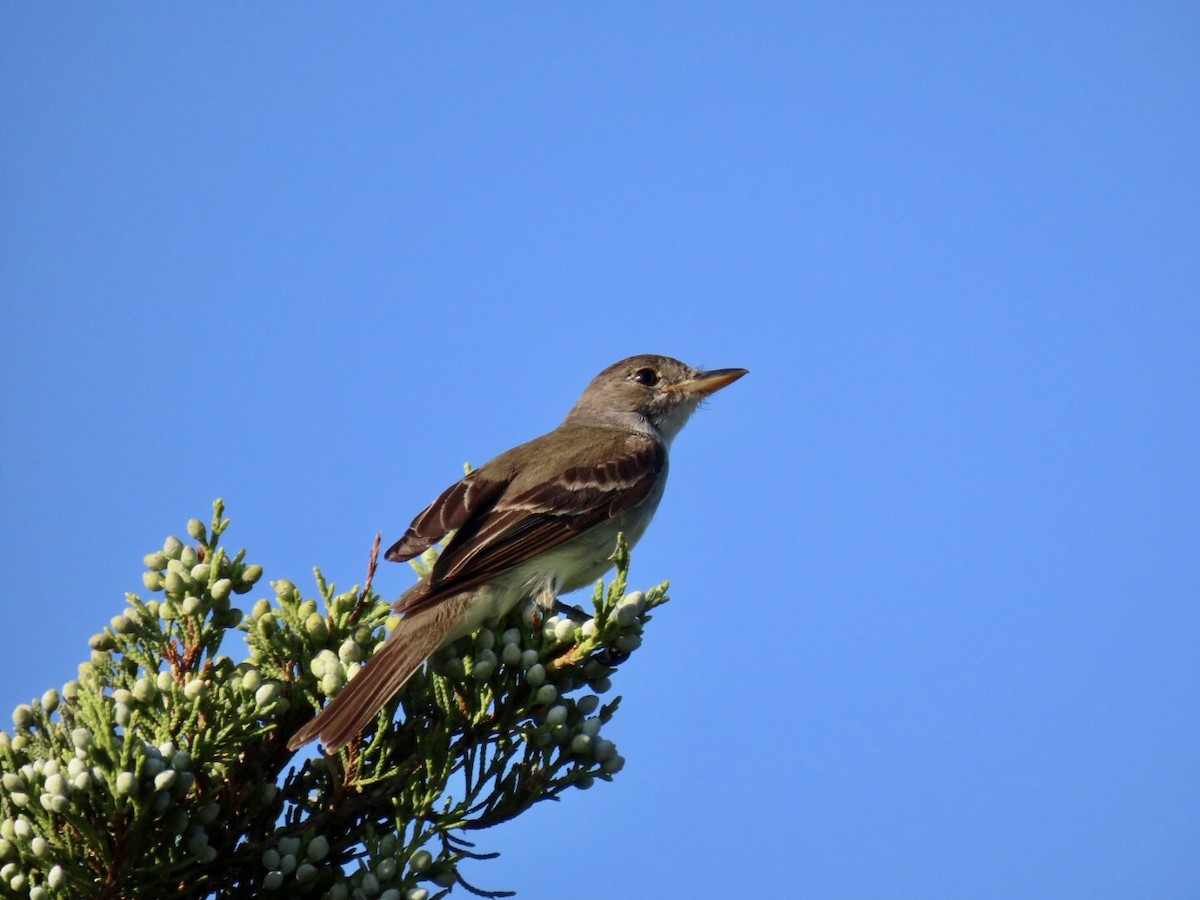 Willow Flycatcher - ML596661581