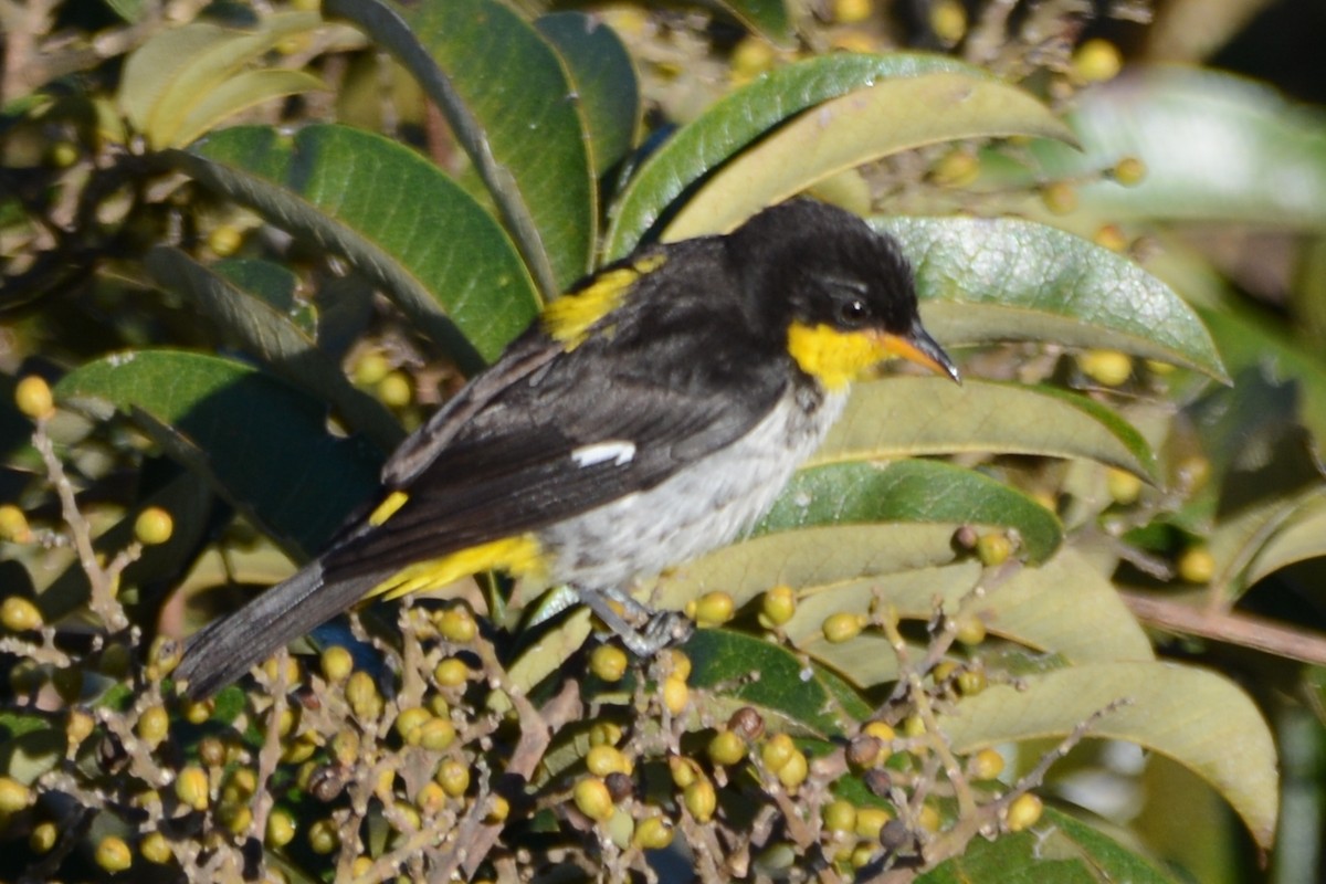 Yellow-backed Tanager - ML596661971