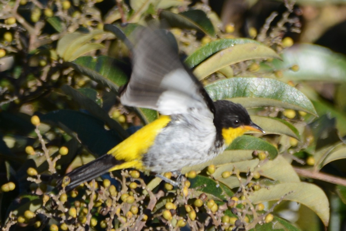 Yellow-backed Tanager - ML596662241