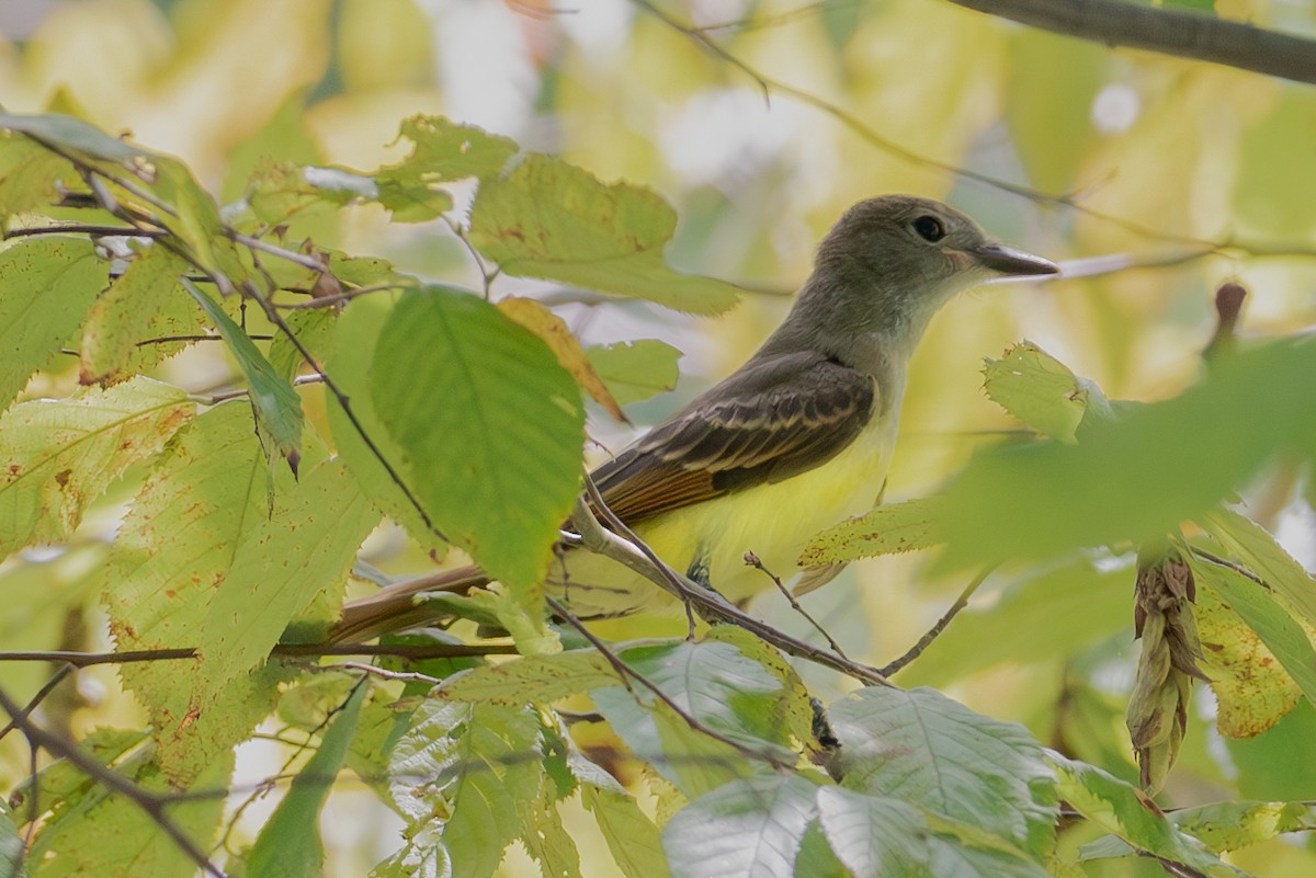 Great Crested Flycatcher - ML596662691