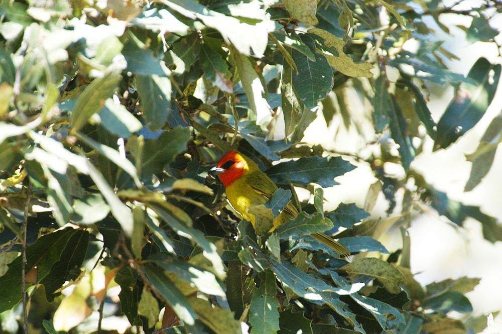 Red-headed Tanager - ML596664001