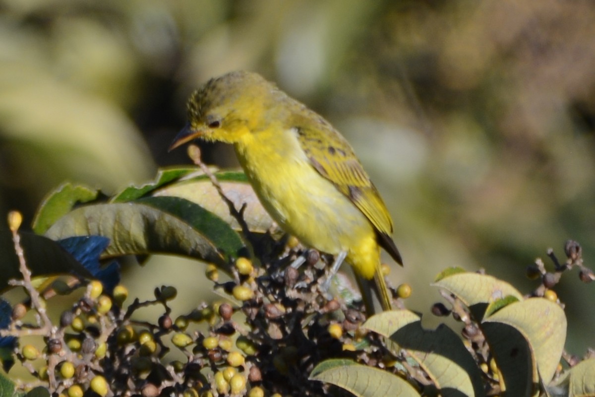 Yellow-backed Tanager - ML596664461