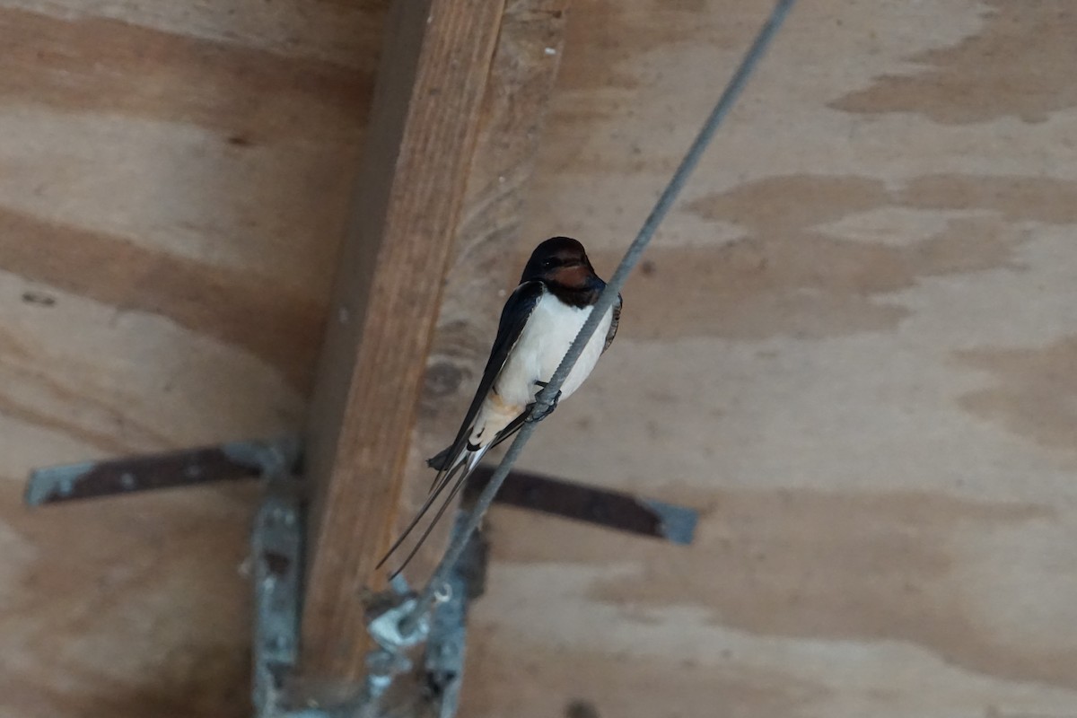 Barn Swallow - ML596666021