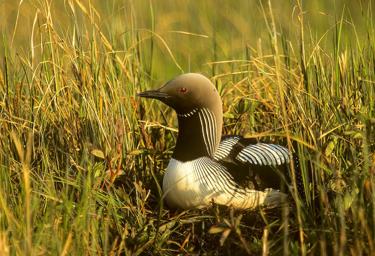 Pacific Loon - ML596666221