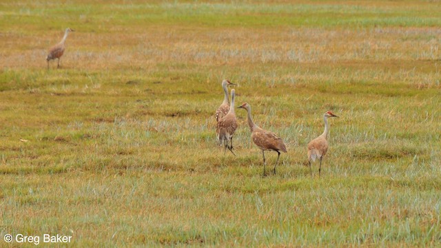 Sandhill Crane (canadensis) - ML596666551