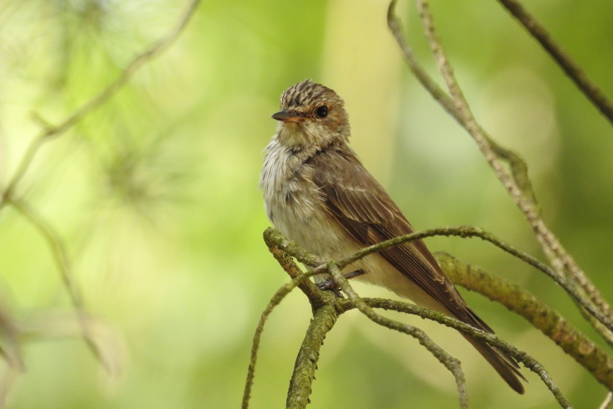 Grauschnäpper - ML596666611