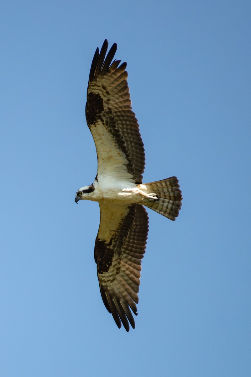 魚鷹 - ML596666771