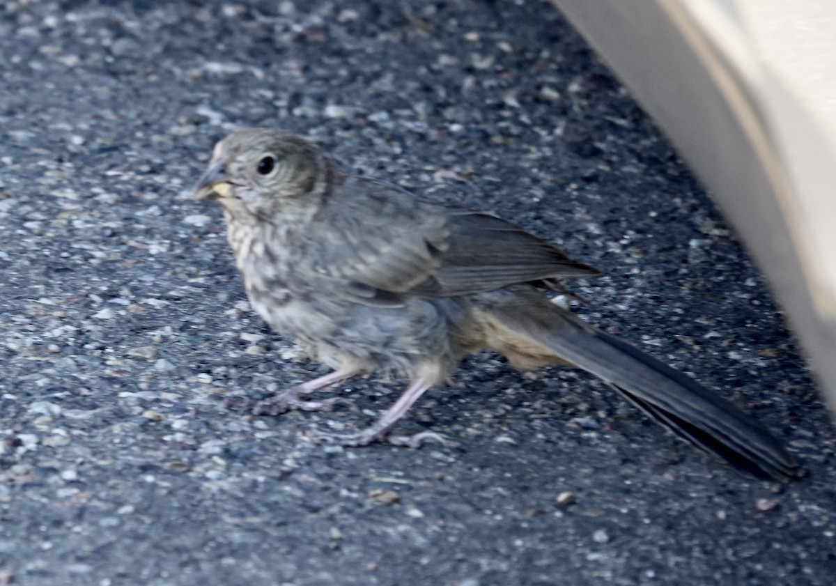 Canyon Towhee - ML596666981