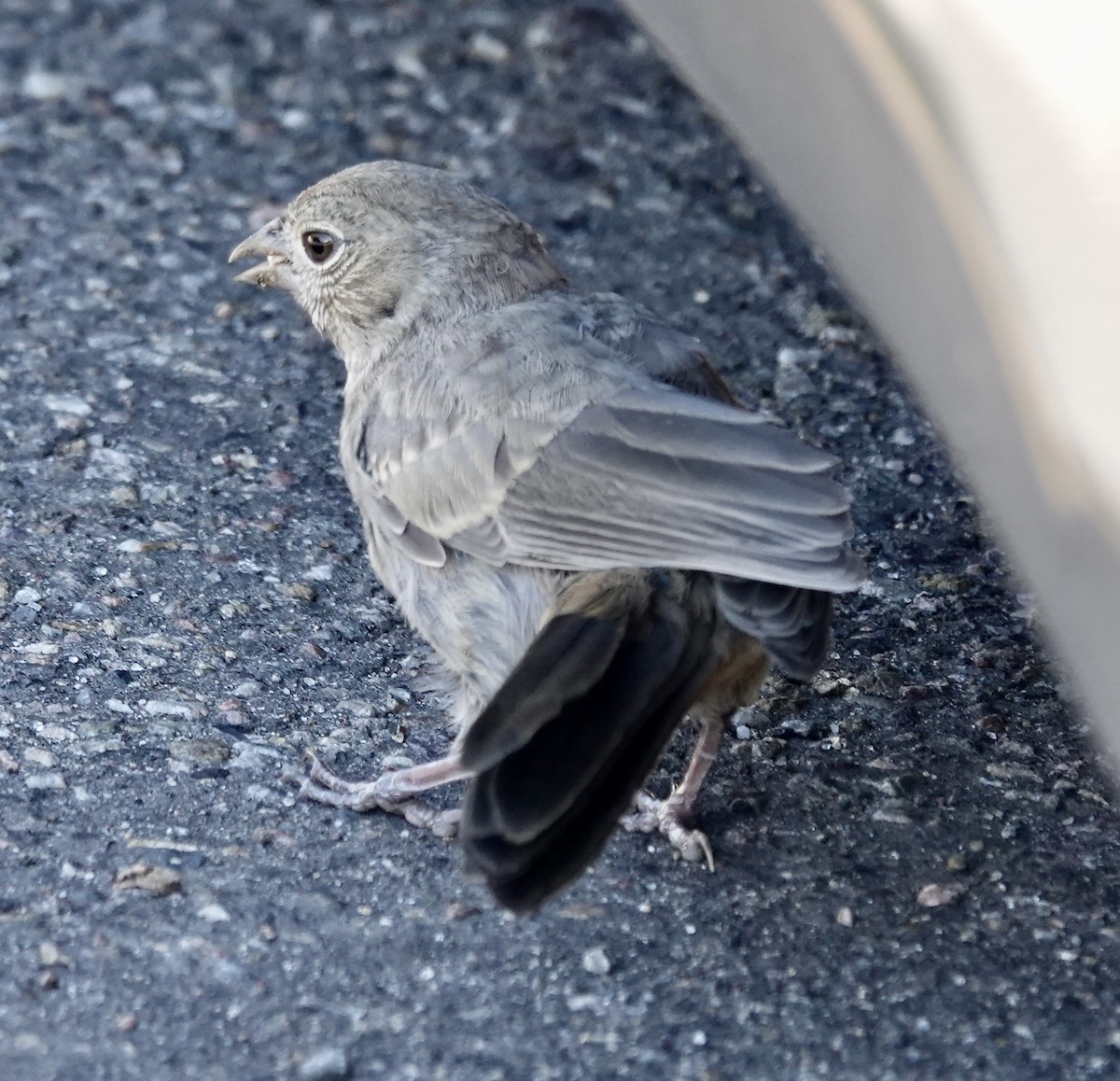 Canyon Towhee - J H