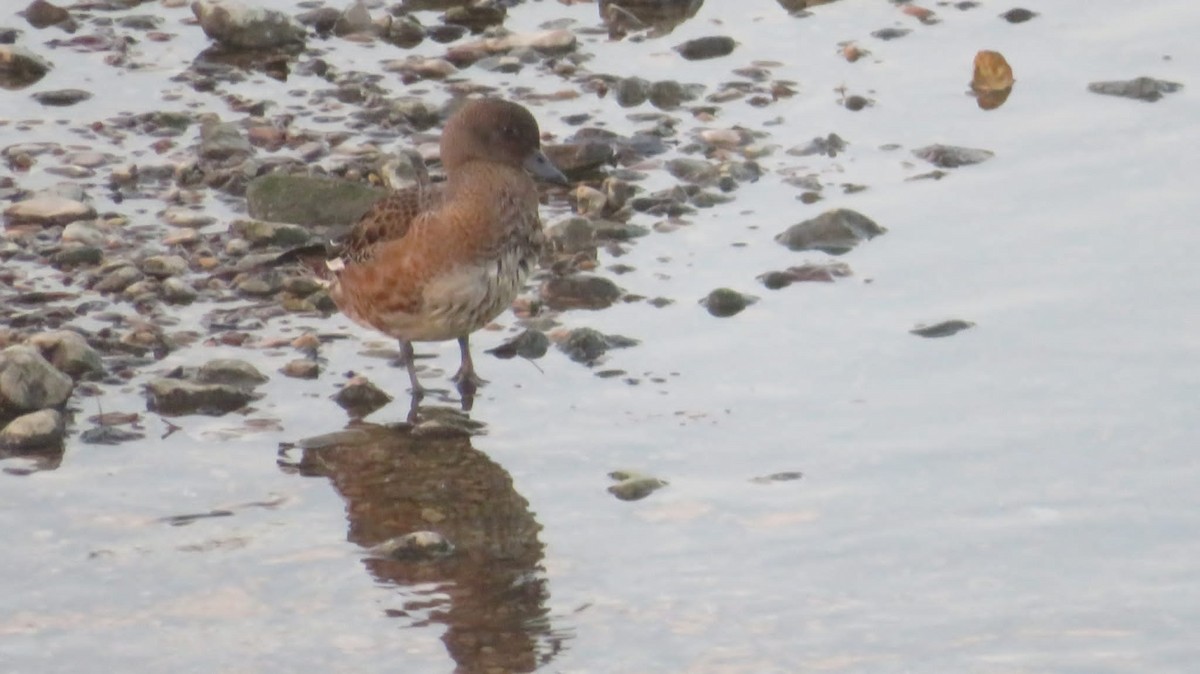 Eurasian Wigeon - ML596667421