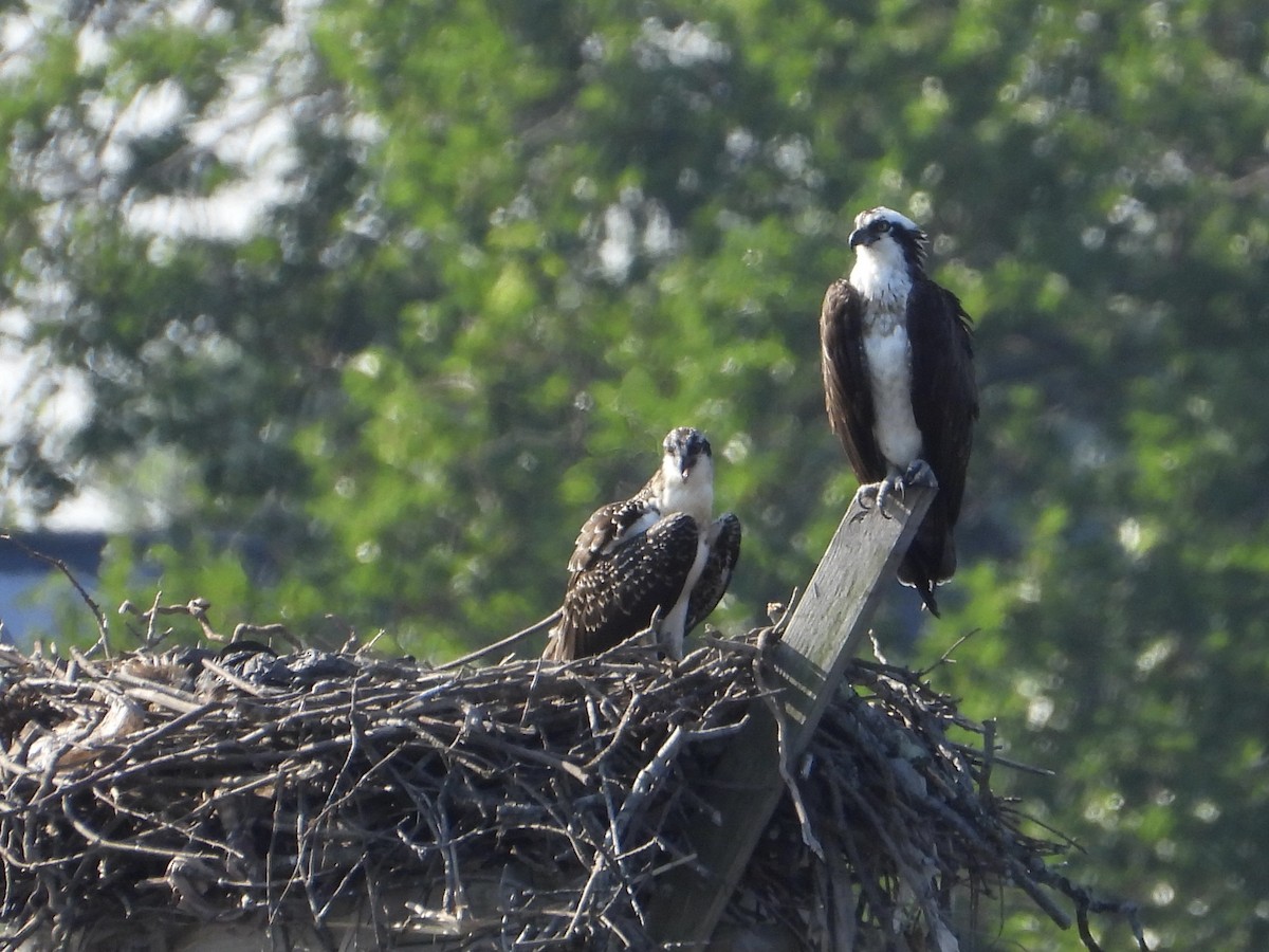 Osprey - ML596668261