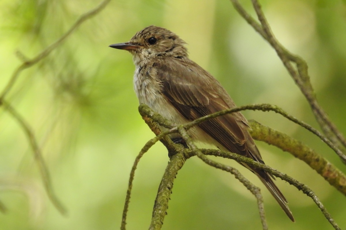 Spotted Flycatcher - ML596668561