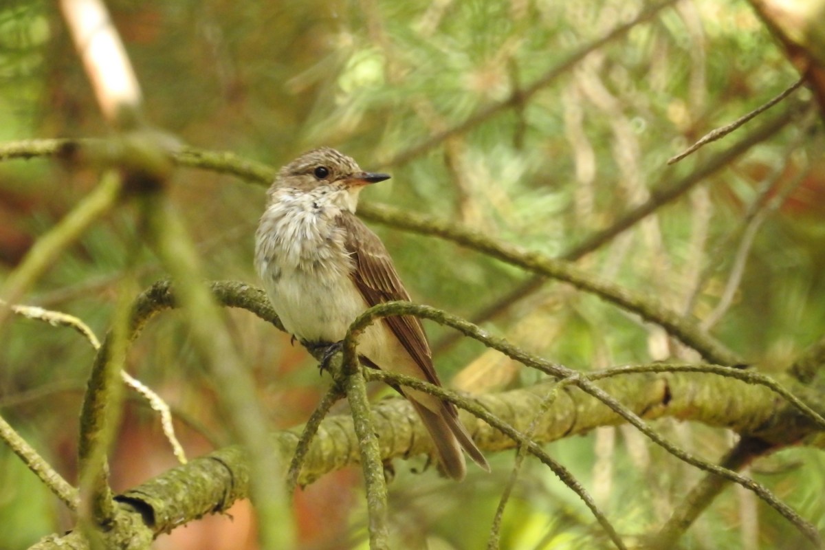 Spotted Flycatcher - ML596668591