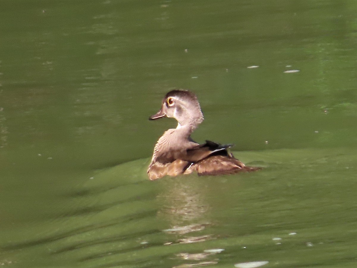 Wood Duck - ML596668821